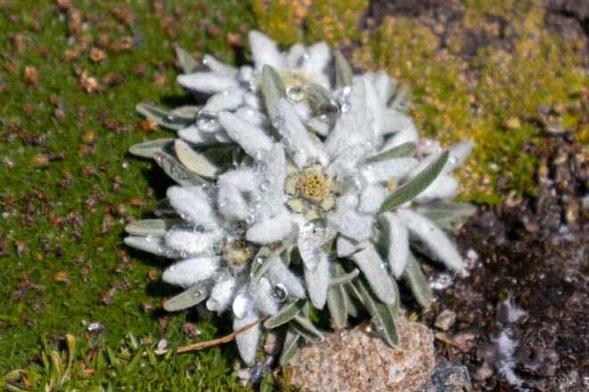 Edelweiss auf der Zopetscharte