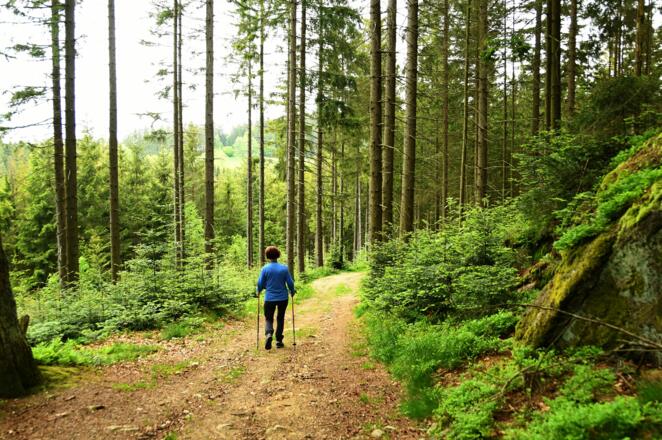 Wanderweg im Dogerlholz