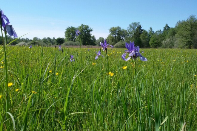 Irisblüte in Grabenstätt