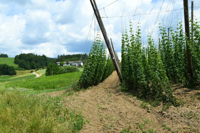 Gaisrucker Hopfenplantage