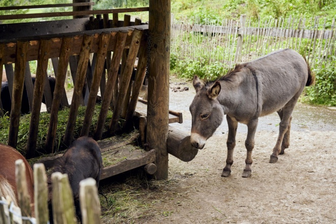 Tiererlebnispfad Esel