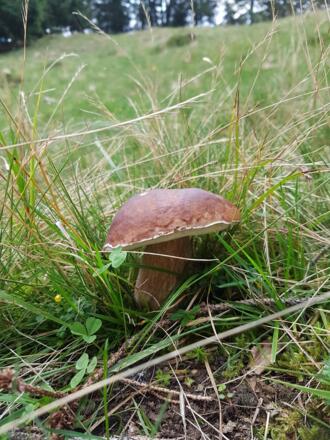 Steinpilz