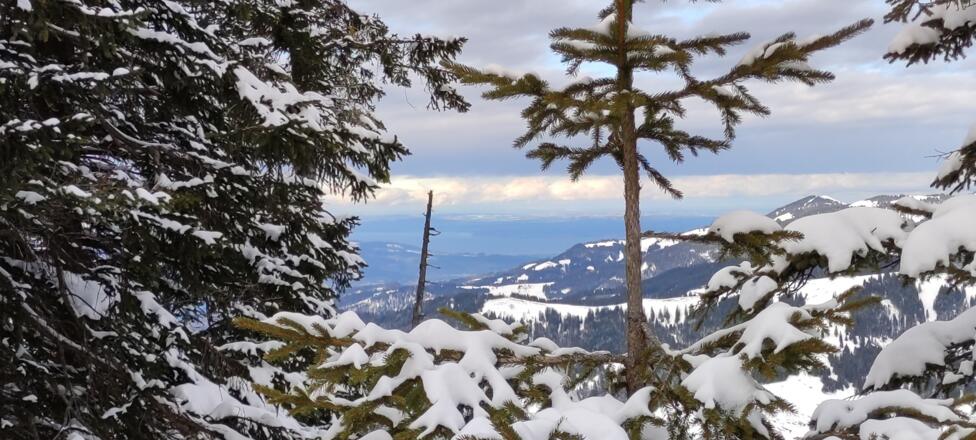 Der Bodensee in der Ferne