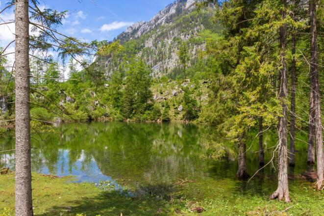 Wiesensee