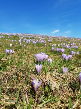 Krokusblüte auf dem Hündle