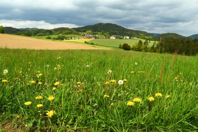 Gutau - Blick zum Schöferberg