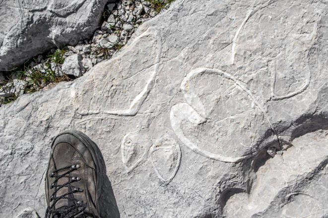 Fossile "Kuhtritt"-Muscheln