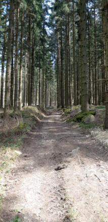 Waldweg im Plochwald