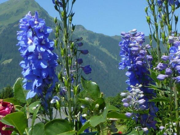 Blumenzauber