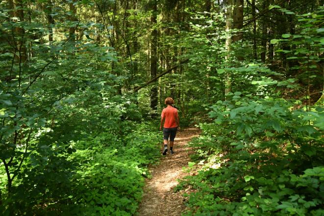 Waldweg zur Klausmühle