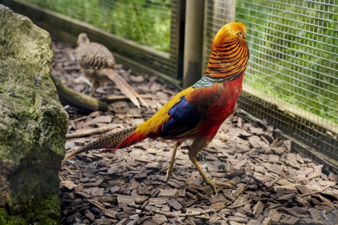 Tiererlebnispfad Vogel/Huhn