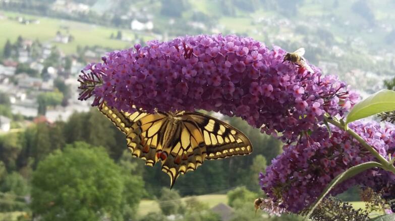 FH Grappa - Schmetterlingsstrauch