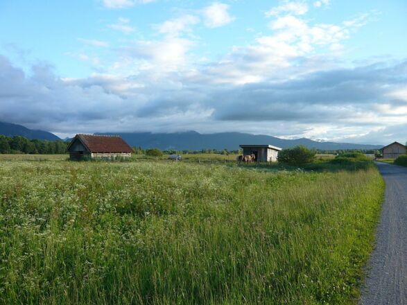 im Loisach-Kochelsee-Moor