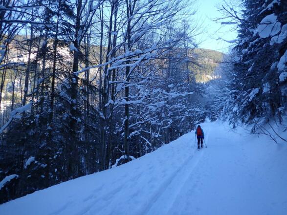 Nordseitiger Forststraßenanstieg