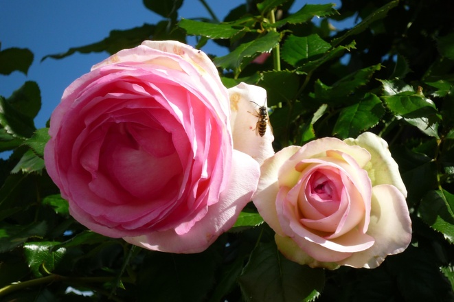 Rosen