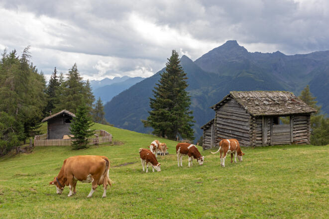 Zedlacher Wiesen