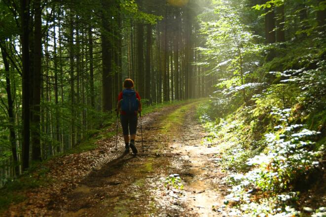 Forststraße nach Haarland