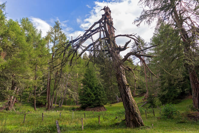 Im Zedlacher Paradies