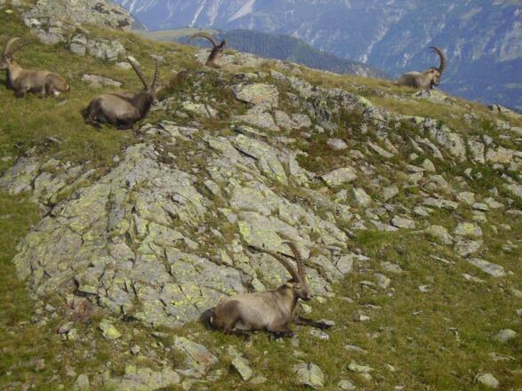 Steinböcke auf Hochalpila 2
