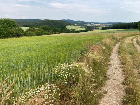 Schmetterlinge und Hundsrücken, Rhön-Rundweg 8 Oberelsbach_3