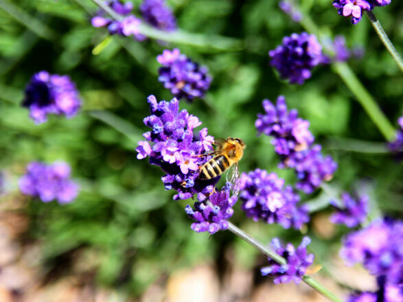 Pension Rottaler Bienenhof (Bayerbach)
