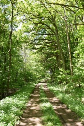 Heppbergweg, Rhön-Rundweg 7 Oberelsbach_4