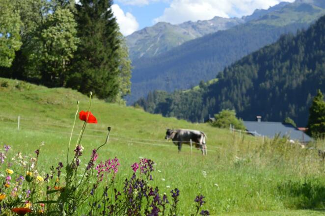 Ausblick vom Garten