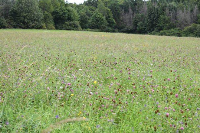 Gänsebrunnenweg, Rhön-Rundweg 4 Oberelsbach_2