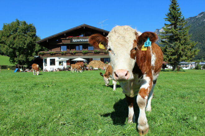 Unsere Kühe grasen auf den Wiesen des Bauernhofs.