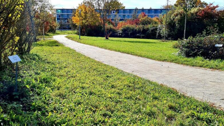 Gehölzlehrpfad Beschreibungen der Bäume