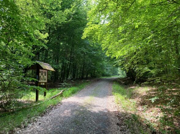 Schmetterlinge und Hundsrücken, Rhön-Rundweg 8 Oberelsbach_2