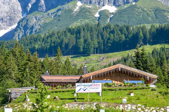Scheppalalm Sommer