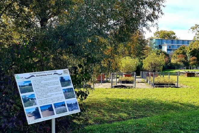 Gehölzlehrpfad blühendes Band