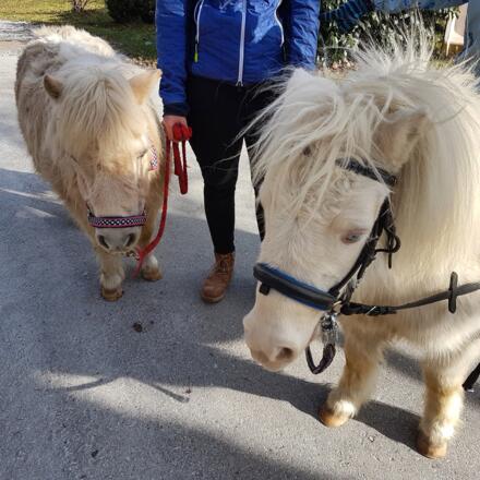 Ponies Valtlhof