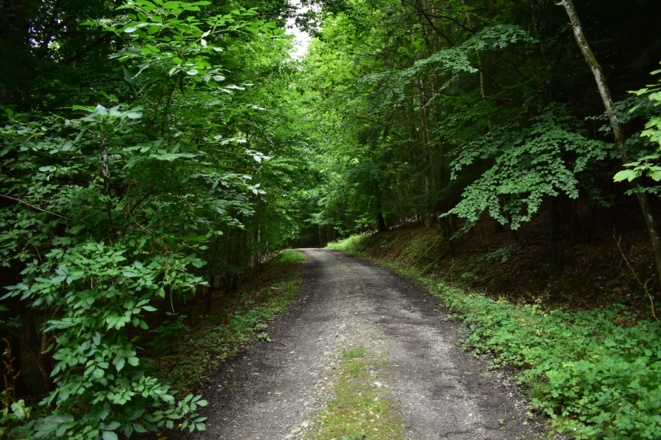 Gänsebrunnenweg, Rhön-Rundweg 4 Oberelsbach_4