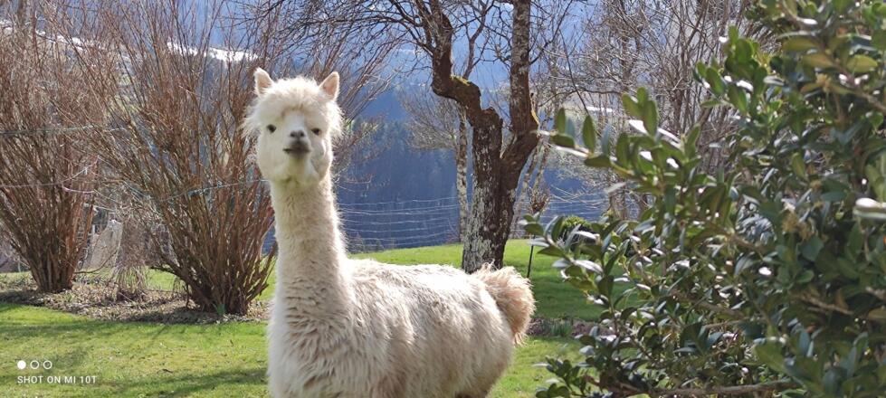 Alpaka