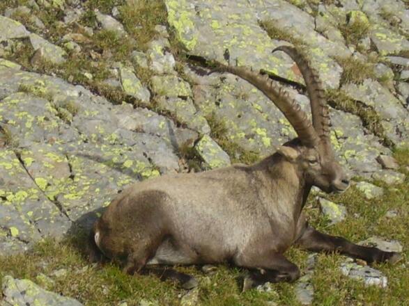 Steinbock Hochalpila