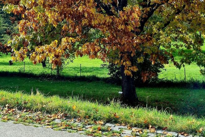 Gehölzlehrpfad Eiche