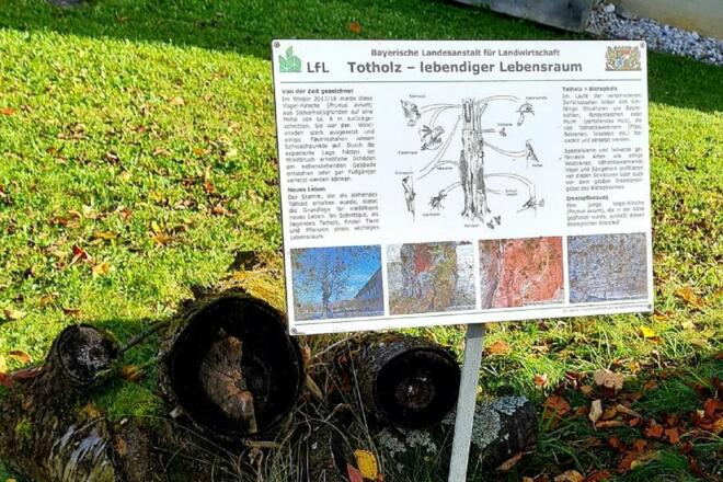 Gehölzlehrpfad Totholz