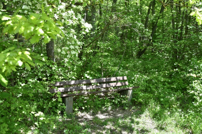 Heppbergweg, Rhön-Rundweg 7 Oberelsbach_2