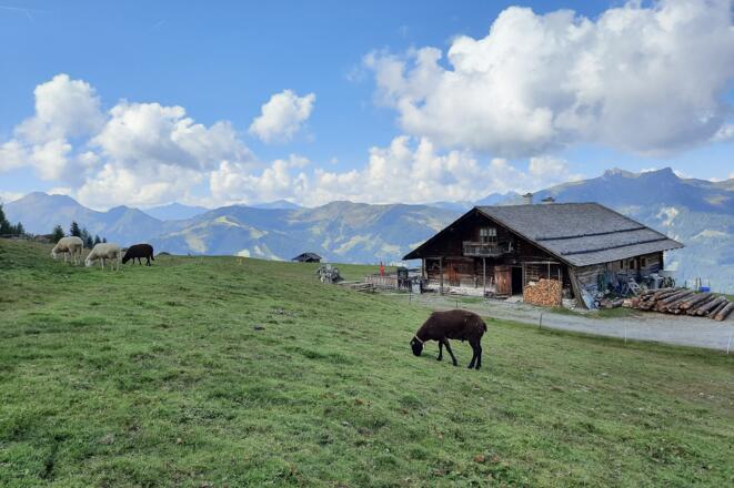 Saukaralm, 1.850 m