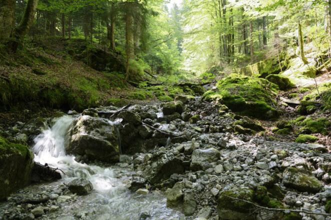 Wildbach hinterm Haus