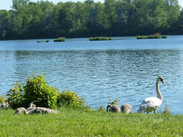 Schwäne am Kirchdorfer Waldsee