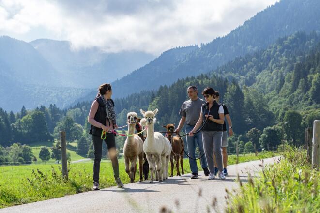 Alpaka Wanderungen am Tegernsee