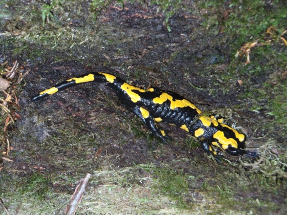 Feuersalamander