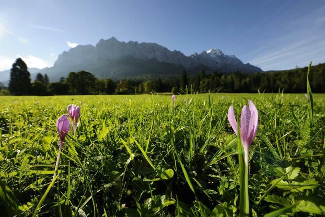 Frühlingswiese vor Alpenkulisse