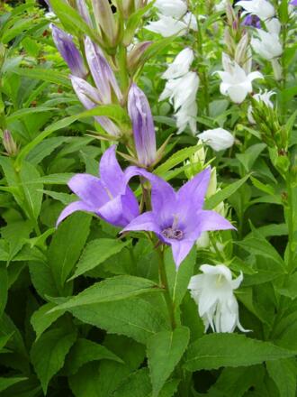 Sommer Waldglockenblumen im Garten