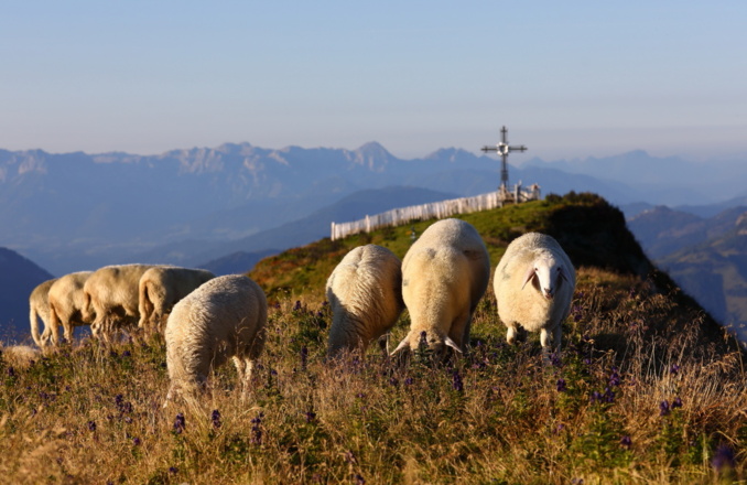Schafe am Gipfel