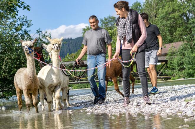Alpaka Wanderungen am Tegernsee