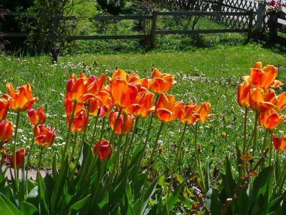 Frühling in unserem Garten
